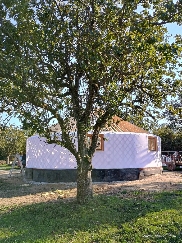 The finished white-covered yurt behind a large oak tree, in an orchard